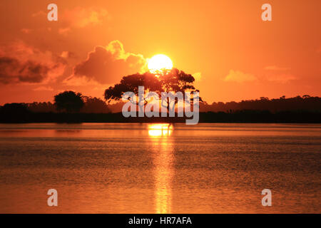 Deux chênes vivent sont silhouetté contre l'orange éclatant d'un ciel à un étang à Kiawah Island, Caroline du Sud. Banque D'Images
