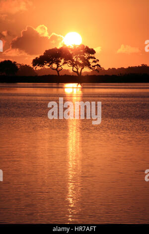 Deux chênes vivent sont silhouetté contre l'orange éclatant d'un ciel à un étang à Kiawah Island, Caroline du Sud. Banque D'Images