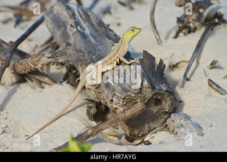 Le nord de Keeled Earless Lizard, Padre Island National Seashore, Texas, USA. Banque D'Images