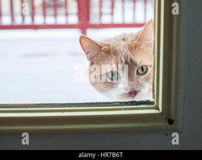 Chat Courious à travers la porte en verre Banque D'Images