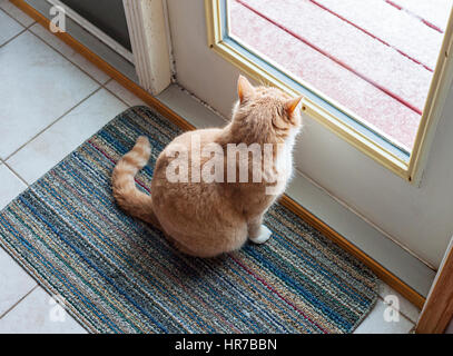 Chat assis en face d'une porte en verre et Banque D'Images