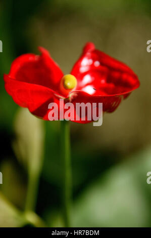 Anthurie, grosse Flamingoblume (Anthurium andraeanum), la floraison, l'Ile Maurice, jardin de la maison coloniale 1819 Le Saint Aubin, Anturie, Le Saint Aubin, Banque D'Images