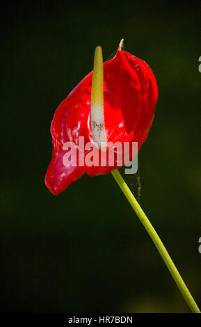 Anthurie, grosse Flamingoblume (Anthurium andraeanum), la floraison, l'Ile Maurice, jardin de la maison coloniale 1819 Le Saint Aubin, Anturie, Le Saint Aubin, Banque D'Images