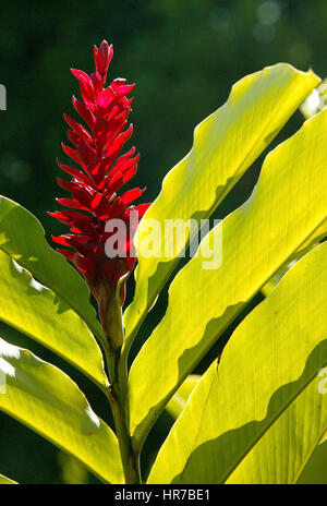 Le curcuma (Curcuma longa), Blossom, Maurice, jardin de la maison coloniale 1819 Le Saint Aubin, Le Saint Aubin, une belle plantation house originall Banque D'Images