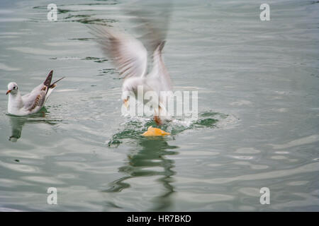 Mouettes à fethiye montrant et posing Banque D'Images