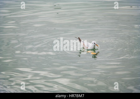 Mouettes à fethiye montrant et posing Banque D'Images