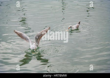 Mouettes à fethiye montrant et posing Banque D'Images