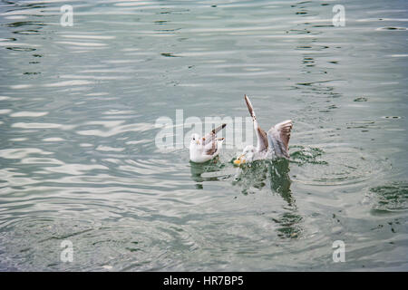 Mouettes à fethiye montrant et posing Banque D'Images