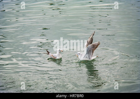 Mouettes à fethiye montrant et posing Banque D'Images