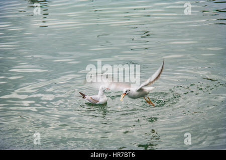 Mouettes à fethiye montrant et posing Banque D'Images