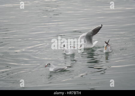 Mouettes à fethiye montrant et posing Banque D'Images