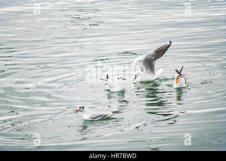 Mouettes à fethiye montrant et posing Banque D'Images