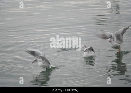 Mouettes à fethiye montrant et posing Banque D'Images