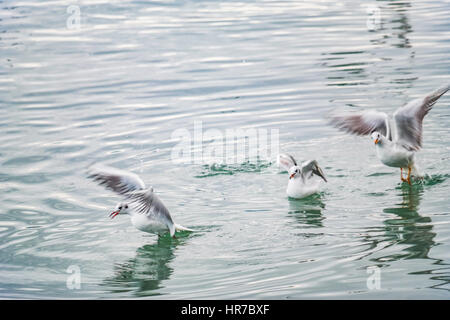 Mouettes à fethiye montrant et posing Banque D'Images