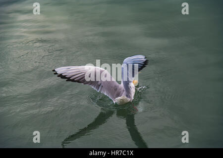 Wide Open seagull ailes Banque D'Images