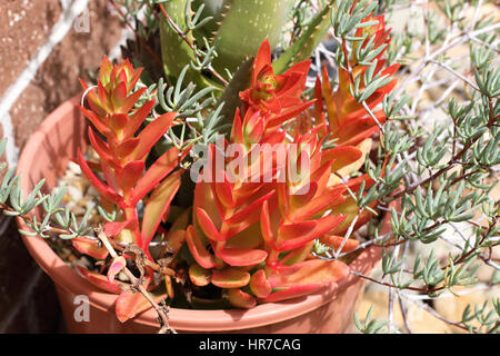 Crassula Capitella succulentes de camp Banque D'Images