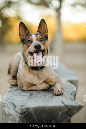 Australian Cattle Dog Banque D'Images