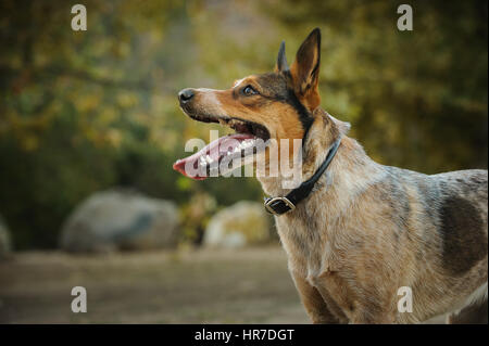 Australian Cattle Dog Banque D'Images