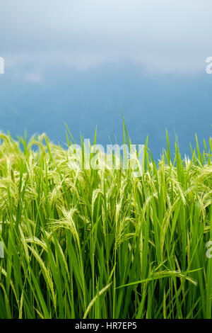 Les plants de riz asiatique (Oryza sativa), Jatiluwih dans le centre de Bali, Indonésie. Banque D'Images