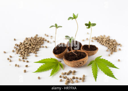 Culture de cannabis bébé plante cru graines de chanvre vert feuilles détail Banque D'Images