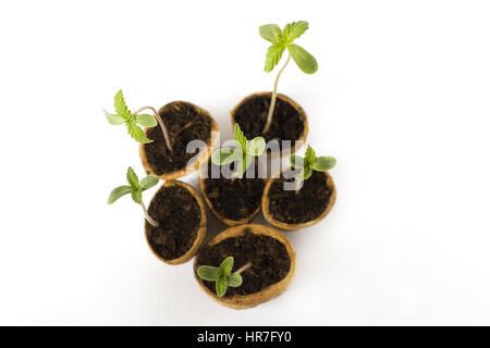 Baby plante de cannabis de culture de marijuana de stade végétatif Banque D'Images