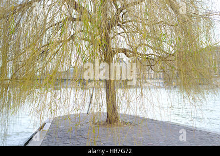 Un jaune vert saule pleureur arbre au milieu de la Seine, Paris Banque D'Images