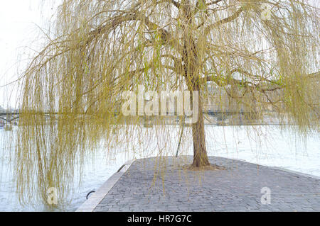 Un jaune vert saule pleureur arbre au milieu de la Seine, Paris Banque D'Images