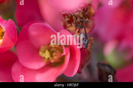 Rouge pourpre fleurs de printemps du coing japonais, Chaenomeles speciosa avec fly assis sur la fleur. Banque D'Images