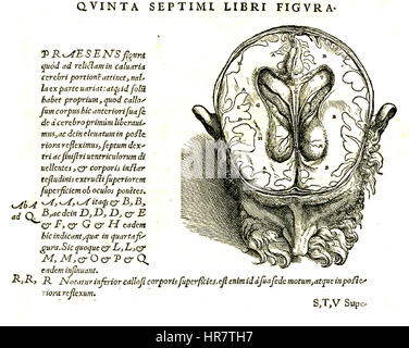 Vesalius 609c fait référence à une illustration anatomique spécifique de l'œuvre révolutionnaire d'Andreas Vesalius, 'de humani corporis fabrica'. Publié en 1543, cet ouvrage a révolutionné l'étude de l'anatomie humaine avec ses illustrations détaillées et précises, jetant les bases de l'anatomie moderne. Banque D'Images