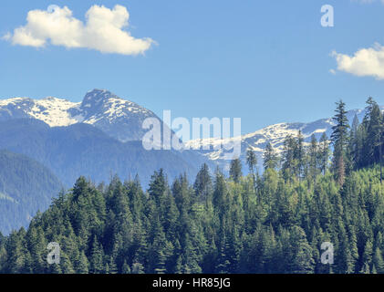 Les hauts sommets et les glaciers de la côte de la Colombie-Britannique Mountain Range tour derrière une colline de faible altitude de la forêt. Banque D'Images