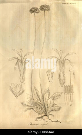 Les transactions de la Société linnéenne de Londres, Volume 10 - onglet. 28 Banque D'Images