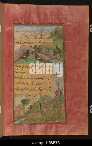 Zahir al-Din Muhammad Babur - Oiseaux de l'Hindustan - Luchas, appelé Buqalamun, et les perdrix - Walters W59631B - Page complète Banque D'Images