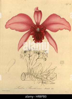 Sophronitis lobata (Diplocentrus lobata) (comme Diplocentrus boothiana) - Xenia 1-91 (1858) Banque D'Images