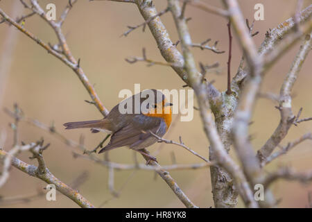 Portrait de naturel européen robin (Erithacus rubecula aux abords) assis sur une branche Banque D'Images