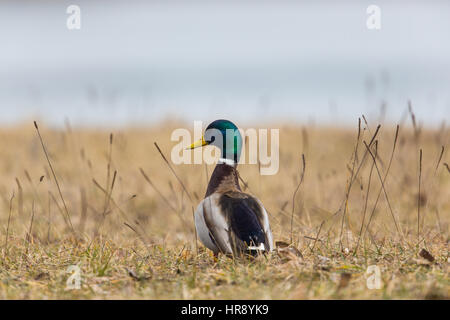 Homme mallard (Anas platyrhynchos) Balade dans la prairie Banque D'Images