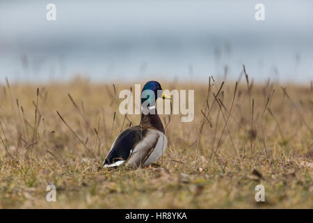 Homme naturel mallard (Anas platyrhynchos) walking in meadow Banque D'Images