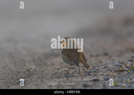 Un européen robin (Erithacus rubecula aux abords) se tenant sur le sol dans le brouillard en hiver Banque D'Images