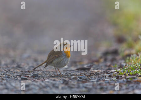 Portrait d'robin (Erithacus rubecula aux abords) se tenant sur le sol Banque D'Images