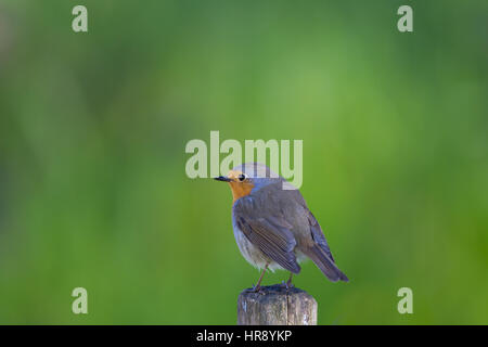 Européenne naturelle isolée robin (Erithacus rubecula aux abords) Comité permanent Banque D'Images