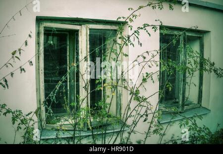 Mur avec windows dans maison spooky abandonnée envahie par les mauvaises herbes et les plantes. Banque D'Images