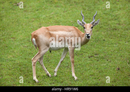 (Antilope cervicapra blackbuck indien). Des animaux de la faune. Banque D'Images