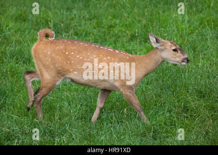 Porc indiens de virginie (Hyelaphus porcinus). Banque D'Images