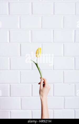 Femme main tenant une tulipe jaune sur un fond blanc, l'ossature verticale Banque D'Images