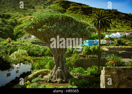 Arbre Drago millénaire. L'île de Tenerife. Célèbre 1000 ans arbre dragon à Icod de los Vinos Banque D'Images