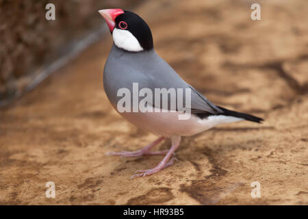 (Lonchura oryzivora Java Sparrow), également connu sous le nom de pinson java ou java sparrow du riz. Banque D'Images