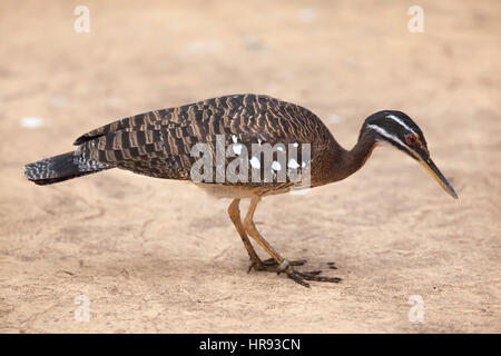 Sunbittern (Eurypyga helias). Des animaux de la faune. Banque D'Images