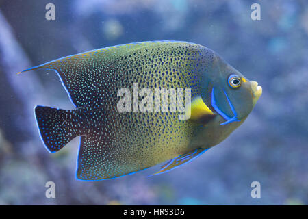 Angelfish Pomacanthus semicirculatus (demi-cercle), aussi connu comme le Coran de poissons-anges. Banque D'Images