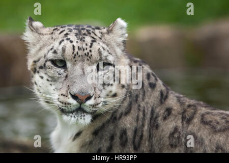 Snow Leopard (Panthera uncia). Des animaux de la faune. Banque D'Images