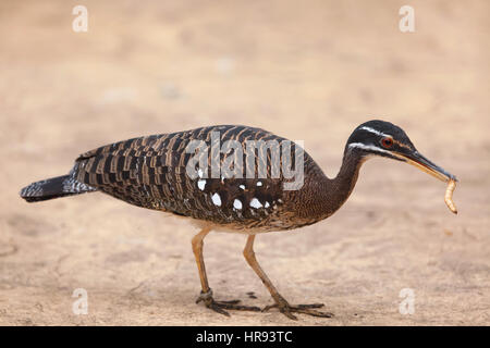 Sunbittern (Eurypyga helias). Des animaux de la faune. Banque D'Images