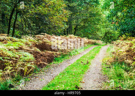 Chemin des bois dans la forêt de Dean dans le Gloucestershire. Banque D'Images